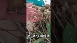 4種龍眼品種，8月份成熟，泰國daw品種脆甜好吃，果肉晶瑩剔透4 varieties of longan, ripe in August, Thai daw varieties are crispy