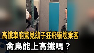 高鐵車廂驚見鴿子狂飛嚇壞乘客　禽鳥能上高鐵嗎？－民視新聞