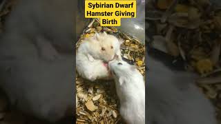 Sybirian Dwarf Hamster Giving Birth #shorts #trending #hamsterbreeding #SybirianGivingBirth #viral