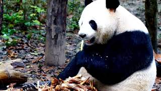 Interesting Facts About Adorable Pandas - Panda diplomacy