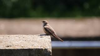 Crag martin in the sun (Ptyonoprogne rupestris)