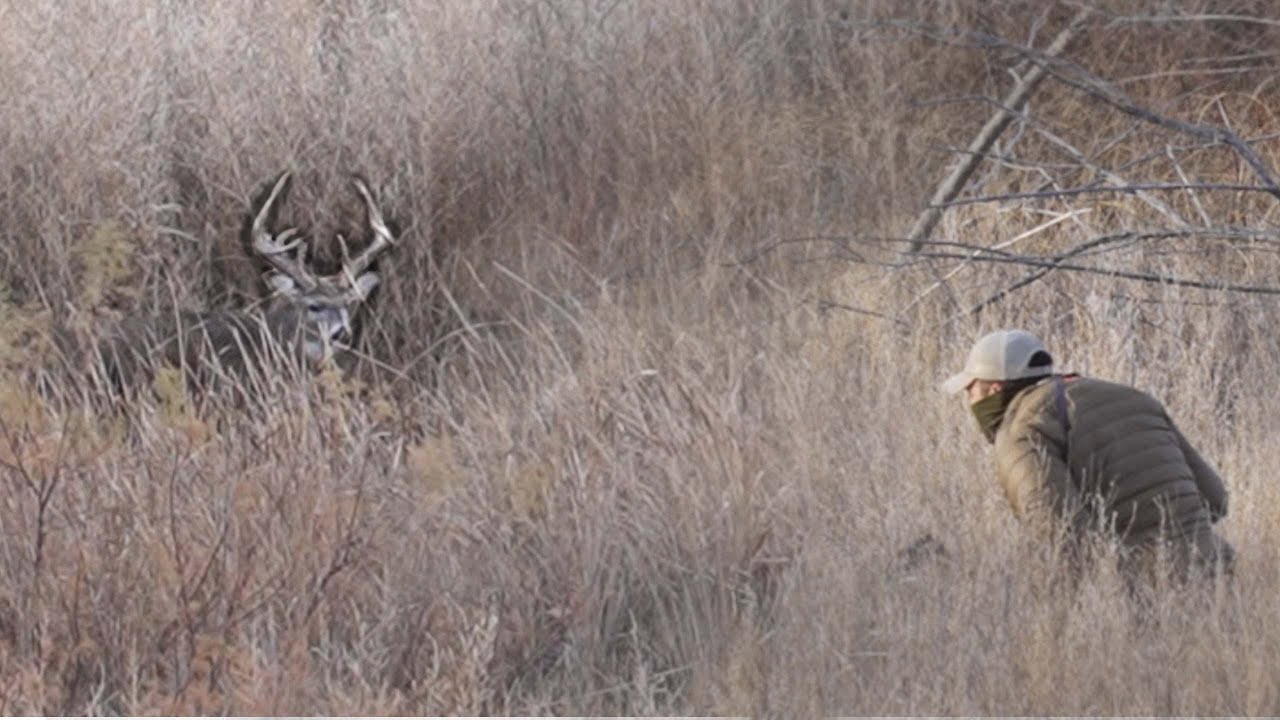 Massive Public Land Buck | Calling And Bowhunting Colorado Whitetail ...