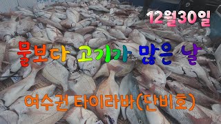 12월30일 여수단비호 타이라바출조, 물보다 고기가 많은날, 느나느나