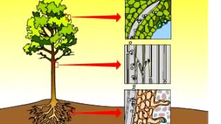 Transpiration in a plant. Xylem vesels.