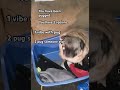 you have been pugged 🐾 memes pug vibing dog funny viral fypシ゚ pugged pets