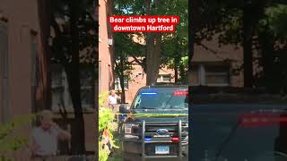 Bear gets stuck in tree in downtown Hartford #shorts #trending #animals #animalshorts