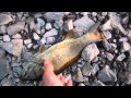 lake sacandaga smallmouth bass