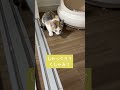 しゃっくり？くしゃみ？ 猫 うにもぐハウス もぐちゃん