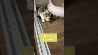 しゃっくり？くしゃみ？ #猫 #うにもぐハウス #もぐちゃん