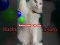 viralll....kucing Main Lato-lato @wintex Channel#viral2023 #terbaru2023  #shortsviral #latolato