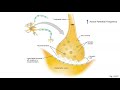 introduction to sensory physiology