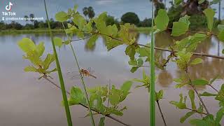 ធម្មជាតិដ៏ស្រស់បំព្រងនៅស្រុកស្រែ