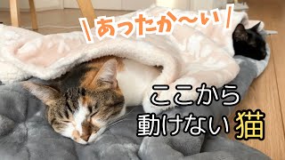 暖かい場所を見つけて、動く気がなくなった猫たち