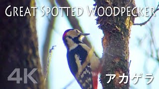 野鳥撮影・ Great Spotted Woodpecker アカゲラ