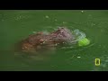 hippos eating watermelon magic of disney s animal kingdom