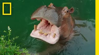 Hippos Eating Watermelon | Magic of Disney's Animal Kingdom