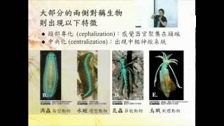 生命科學與人類生活 Ch 8. 大腦迷思－大腦與神經 /  羅竹芳