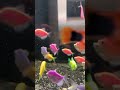 IKAN GLOFISH BERACUN ? 😱 #petfish #aquarium #glofishtetra #freshwaterfish #fishtank #aquascape