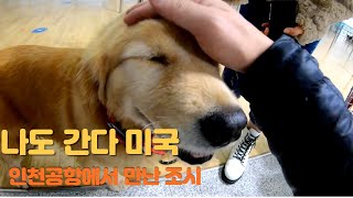 미국 🇺🇸  유학길에 만난 유기견 조시 🐕  | 해외이동봉사 | 새가족 상봉 순간 | 보스턴 입성기 | 🇺🇸  미국 #1