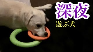 おもちゃが嬉しかったのか夜中だろうと遊ぶ！ラブラドールレトリバー Labrador retriever playing in the middle of the night #Shorts