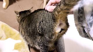 【猫の日常】お尻を撫でて欲しい猫の行動がかわいい　The behavior of a cat who wants his butt stroked is cute