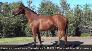 2017 Inglis Premier Fastnet Rock x Puttanesca