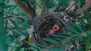 Bulbul bird babies #Bulbul baby birds #bird babies #birds #birdsounds #bird video # bird feeding