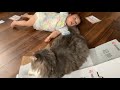 娘への教育的指導を一段階引き上げた猫　ノルウェージャンフォレストキャット　a cat that made the owner s daughter more strict than usual