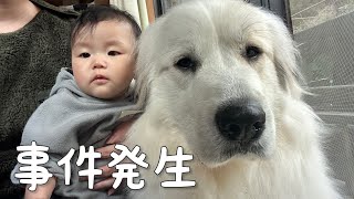 【ついに...】超大型犬が生後7ヶ月の妹を初めて泣かせてしまいました｜グレートピレニーズ