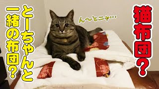 いつも一緒に寝ている父のベッドの隣に猫布団を設置してみた結果