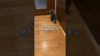 開かずの扉を開けて欲しくてアピールするチンチラ＃chinchilla＃チンチラ＃shorts