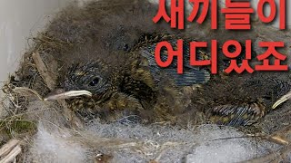 새 둥지 관찰 10일차 둥지가 너무 좁아요