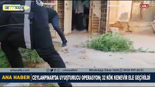 Ceylanpınar’da Uyuşturucu Operasyon; 32 Kök Kenevir Ele Geçirildi