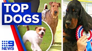 The top dogs from the Sydney Royal Easter Show | 9 News Australia