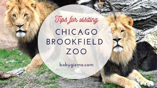 Baby Gizmo Visits the Chicago Brookfield Zoo