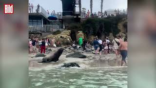 Seelöwen Kampf eskaliert am Badestrand, Gäste flüchten! (Kalifornien, USA).