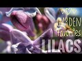 How to grow Lilacs