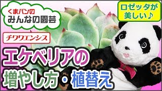 多肉植物 エケベリア(チワワエンシス)の増やし方・挿し木・管理【みんなの園芸】