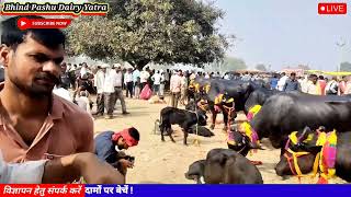 Pashu Mandi | परशु पुरा पशु बाजार इटावा | Parshu pura Pashu bajar Etawa | parsupura buffalo Mela