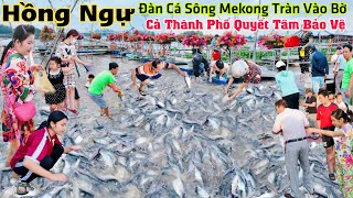 Cả thành phố quyết tâm bảo vệ đàn cá sông Mekong tràn vào bờ tìm chỗ trú