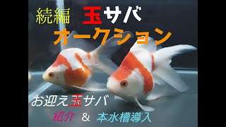 【金魚らいふ】極上！ 続！！玉サバオークション！後編！  お迎えした 美しい玉サバを紹介！本水槽導入！