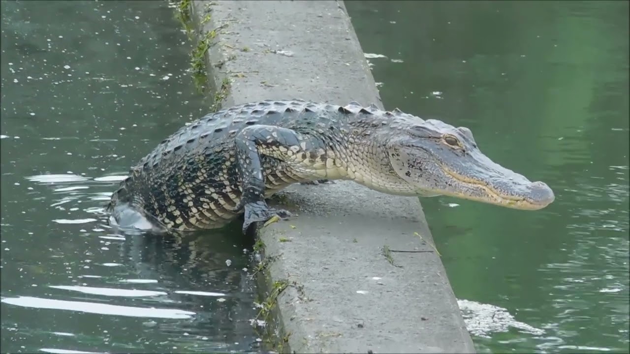 Alligator Crossing A Small Dam. Normal Speed And Then Slow Motion Give ...