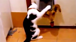 「おもしろい犬, 猫」最高におもしろい犬と猫の喧嘩・かわいい犬, 猫のハプニング集 #3 😹🐶