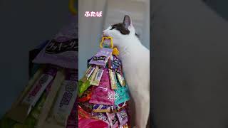 【1月】今月の保護猫メンバー紹介　#shorts #里親募集 #にじいろ