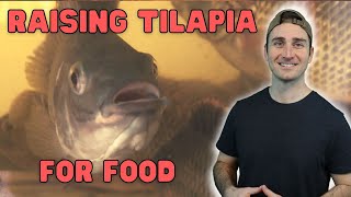 My Experience with Raising Tilapia for Aquaponics