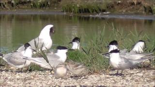 Sandwich Tern colony.