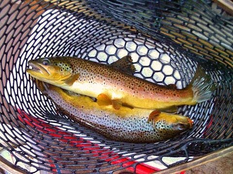 Fly Fishing With Streamers On The Green River! - YouTube