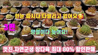 💝판매종료💝3편 이쁜 묵둥이 자연군생 창 아가들 최대 80% 할인판매 어디서도 볼수없는 다육이들 까지 #묵둥이 #명품 #자연군생 #창 #다육이 #판매