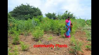 Community Plantation Anantharam Village