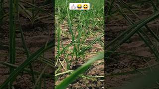 લસણ 42 day 🧄🌱💓#lahdun ki kheti#puspa 2#farming #garlic #shortfeed